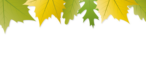 Wall Mural - green and yellow autumn leaves white background with copy space vector illustration EPS10