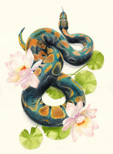 Watercolor Pencil Illustration Of  A Green Snake Among Flowers Of Lotus