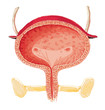 Human bladder anatomy - detailed colored illustration - human organ
