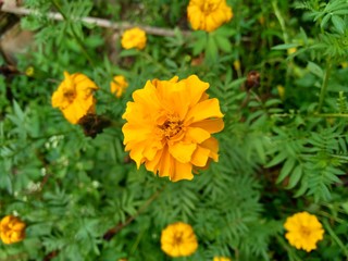 Naklejka na meble Tagetes erecta (Mexican marigold, Aztec marigold, African marigold) with natural background