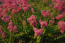 Pink Flowers On A Crape Myrtle, Also Known As Lagerstroemia Indica