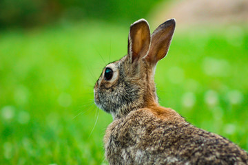 Canvas Print - Closeup Rabbit Back