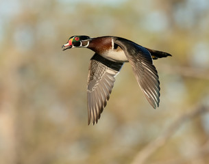 Wall Mural - Wood Duck Drake in flight