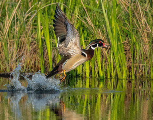 Wall Mural - Wood Duck Drake take off