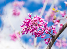 Cercis Siliquastrum Or Judas Tree, Ornamental Tree Blooming With Beautiful Deep Pink Colored Flowers In The Spring. Eastern Redbud Tree Blossoms In Spring Time. Soft Focus, Blurred Background.