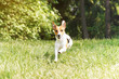 © Lubo Ivanko - Jack Russell terrier running towards camera over grass meadow blurred trees background