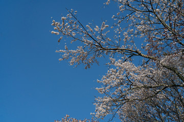 Wall Mural - Sakura in Yoshino, Nara, 2020