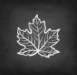 Wall Mural - chalk sketch of maple branch.