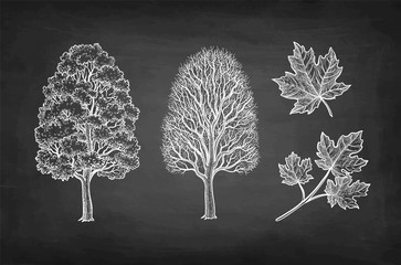 chalk sketch of maple tree.