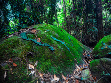 Beautiful Green Moss And Leaves Covered On The Rock In The Forest.