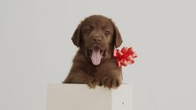 Portrait Of Cute Brown Labrador Puppy In Gift Box On White Background