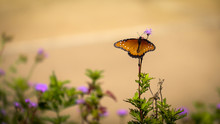 Butterfly Monarch Macro