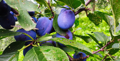 Blue ripe plums on a branch with a leaves.