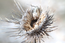 Close-up Of Dry Thistle