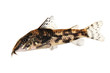 Catfish banded corydoras or bearded catfish Aquarium Fish Corydoras barbatus	