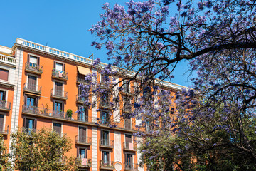 Wall Mural - Purple Flowering Trees In The Center Of Barcelona City In Spain