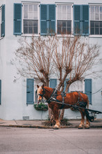 Brown Horse Pulling Carriage In Front Of Blue House In Charleston South Carolina