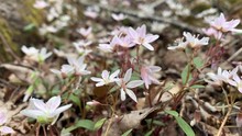 Spring Beauty Wildflower In Bloom In Blue Ridge Mountains