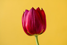 Red Garden Tulip On Yellow Background