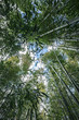 Looking Up in a Bamboo Grove