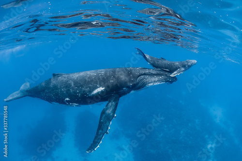 Mother and calf humpback whale, Tonga, Baby humpback whale calf gets lifted to the surface by its mother.
