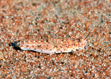 Close-up Of Grasshopper On Sand