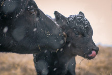 Black Angus Cow With Calf Showing Affection, Calf With Tongue Cleaning Nose In The Snow