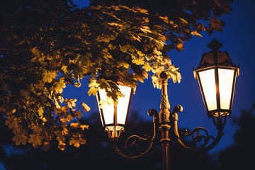 Wall Mural - at night the lantern shines under the foliage in the park