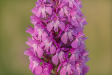 Poster - Orchis pyramidal  dans un prés au printemps