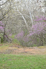 Canvas Print - Wooded Path