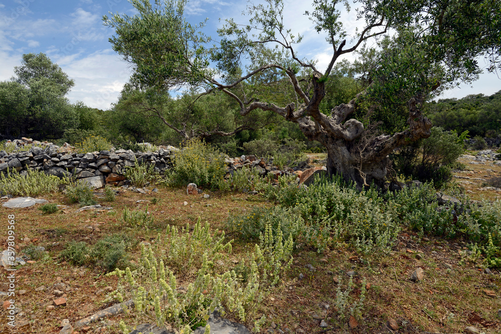 idyllic olive grove in Greece - idyllischer Olivenhain in Griechenland - obrazy, fototapety, plakaty 