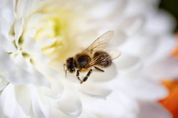 Bee on a spring flower collecting pollen and nectar