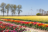 Fototapeta Tulipany - Colorful tulip fields and wind turbines in the Netherlands