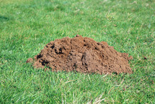Green Grass On The Ground With A Molehill