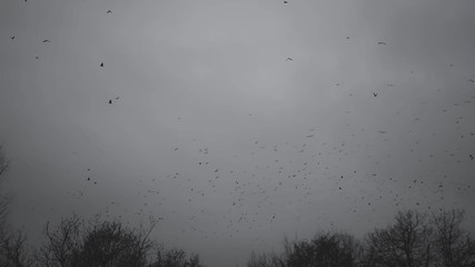 A large flock of birds flies over the trees