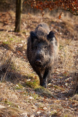 Wall Mural - strong wild boar, sus scrofa, walking on a path in spring nature at sunrise. rough mammal with long 