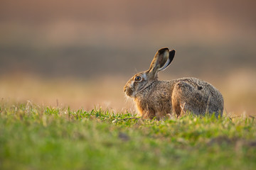 cute brown hare, lepus europaeus, with long ears hiding on a meadow in spring nature at sunrise. ado