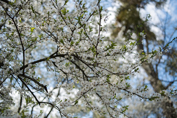 Flowering apple tree with white flowers on a spring sunny day with blue sky