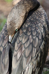 Sticker - a cormorant in the swamp