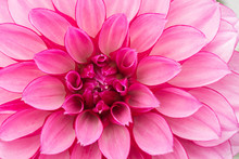 Close Up Of Hot Pink Dahlia Flower
