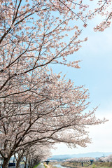 Wall Mural - View of full blooming of cherry blossom along Muko river in Sanda city, Hyogo, Japan