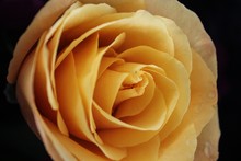 Yellow Rose Free Stock Photo - Public Domain Pictures