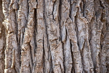 Textured Bark