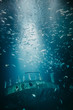 Unterwasserwelt: Meerestiere und Pflanzen unter wasser