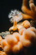 Unterwasserwelt: Meerestiere und Pflanzen unter wasser