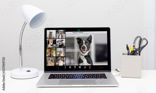 Dog and Cat Web Video Conference Call