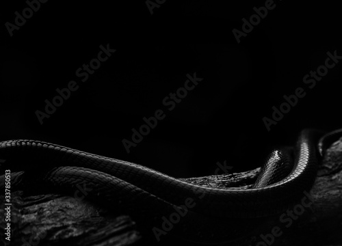 Fotomural High Angle View Of Snakes On Wood Against Black Background