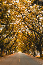 Road Amidst Trees In City During Autumn