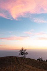 view of bare tree on hill against sky during sunset