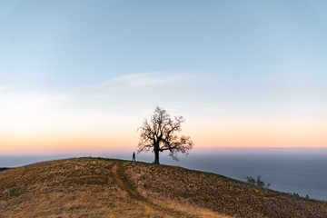 Wall Mural - man walking towards bare tree on hill